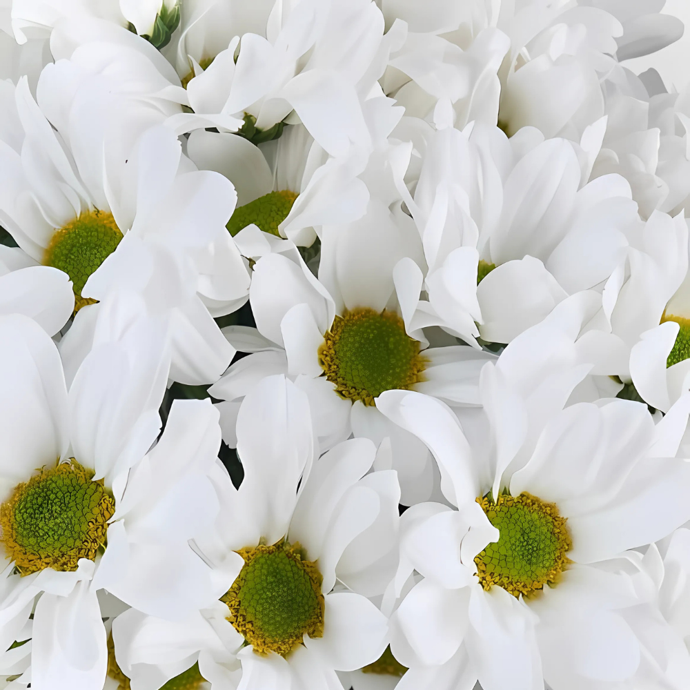 Fresh Daisy – Yeşil Vazoda Beyaz Papatya