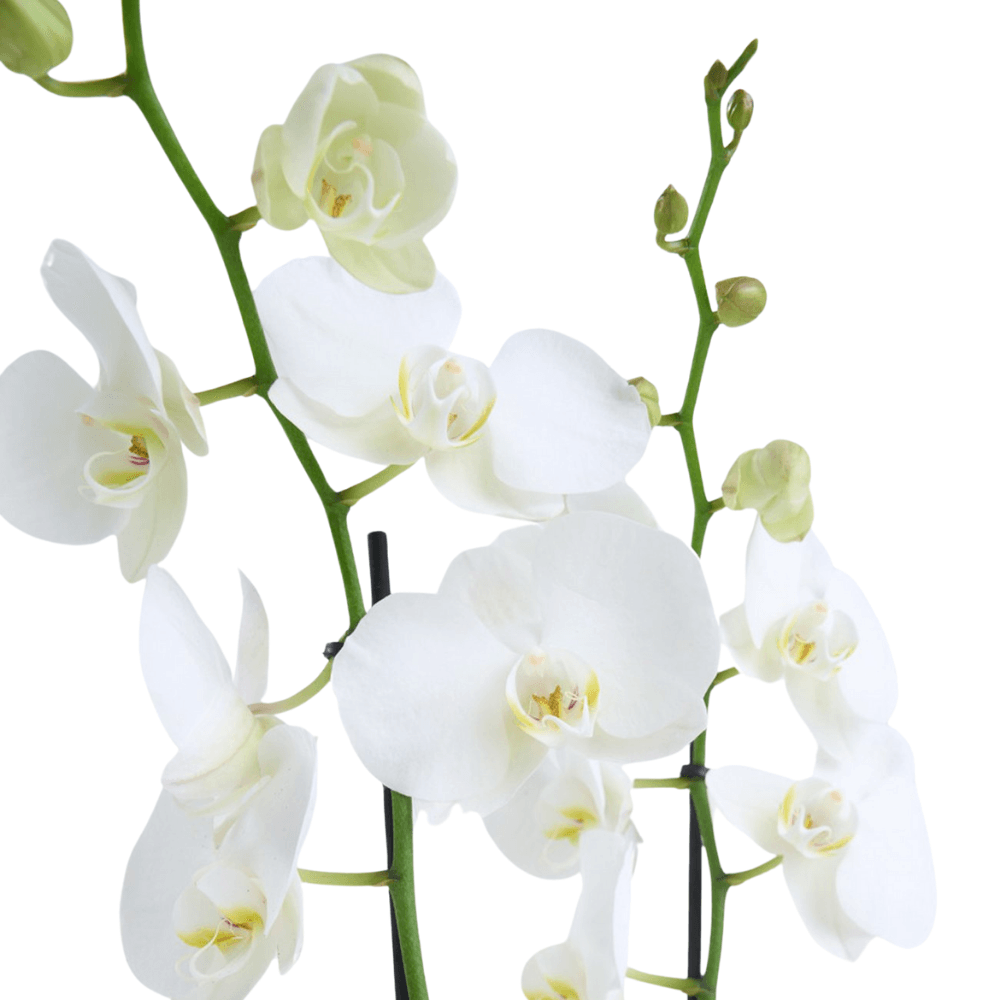 Kare Desenli Beton Saksıda Çiftli Beyaz Orkide - Rosentra | Premium Flowers