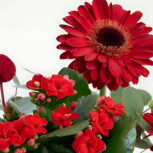 Terracotta Joy – Kiremit Saksıda Kırmızı Gerbera ve Kalanchoe