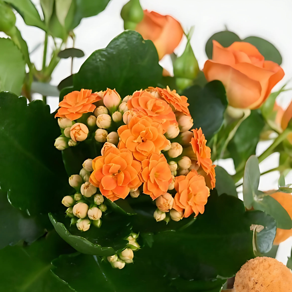 Rustic Flame – Kiremit Saksıda Turuncu Kalanchoe ve Çardak Gül