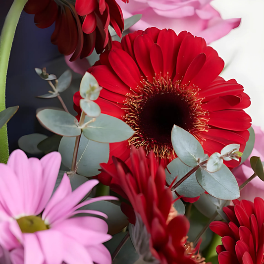 Berry Blush – Mor Zarf Kutuda Pembe Gül ve Kırmızı Gerbera