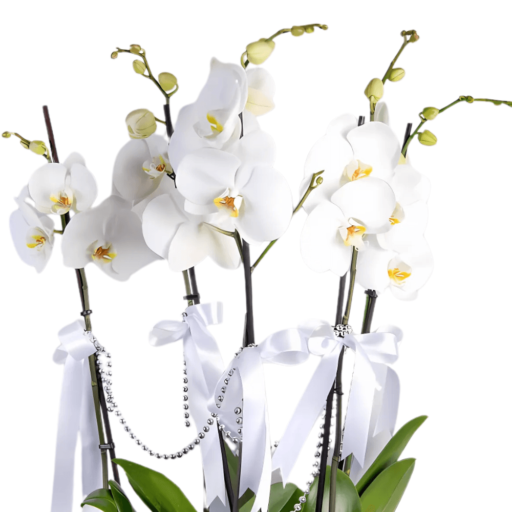 5 Dal Beyaz Orkide Aranjmanı - Rosentra | Premium Flowers