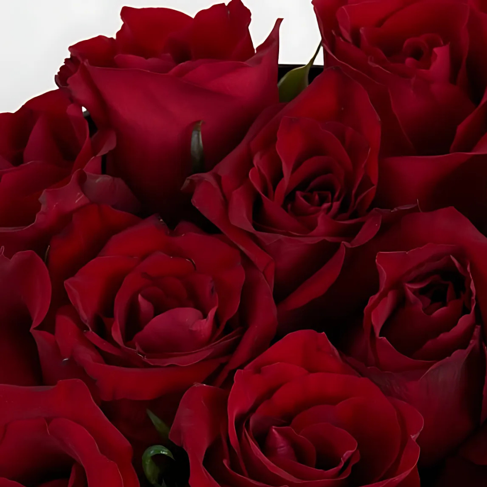 Red Love – Siyah Silindir Kutuda Kırmızı Gül