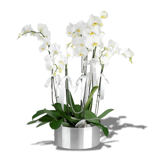 6 Dal Beyaz Orkide Aranjmanı - Rosentra | Premium Flowers