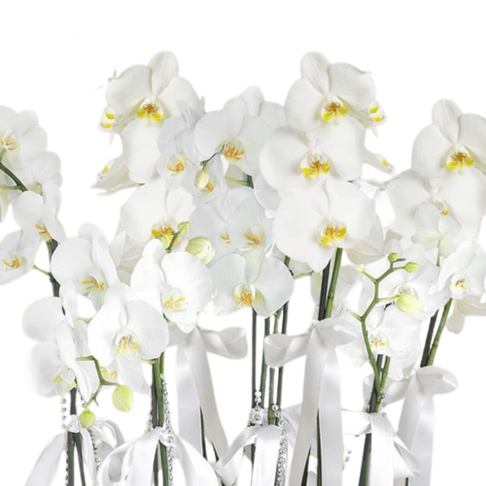 8 Dal Beyaz Orkide Aranjmanı - Rosentra | Premium Flowers
