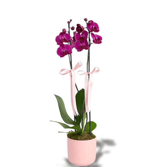 Pembe Beton Saksıda Çiftli Mor Orkide - Rosentra | Premium Flowers