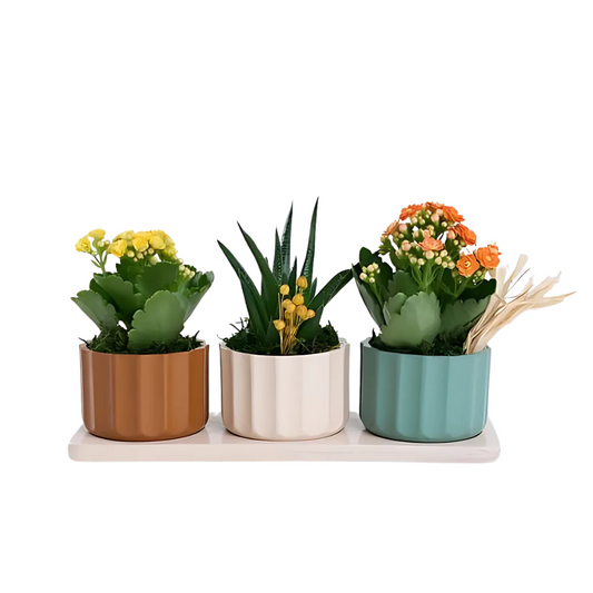 Trio Saksıda Sarı, Turuncu Kalanchoe ve Haworthia - Rosentra | Premium Flowers