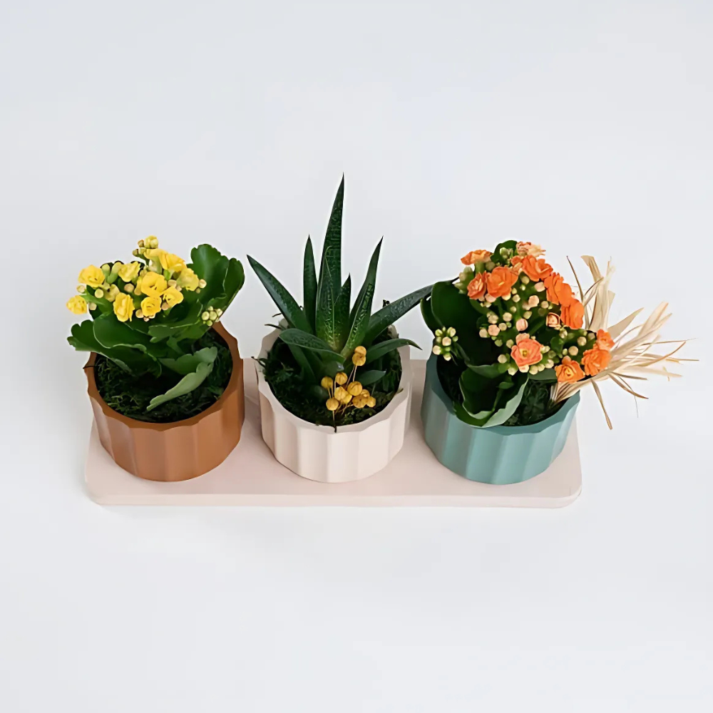 Trio Saksıda Sarı, Turuncu Kalanchoe ve Haworthia - Rosentra | Premium Flowers