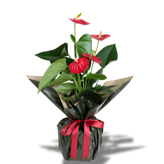 Seramik Saksıda Kırmızı Antoryum Saksı Çiçeği - Rosentra | Premium Flowers