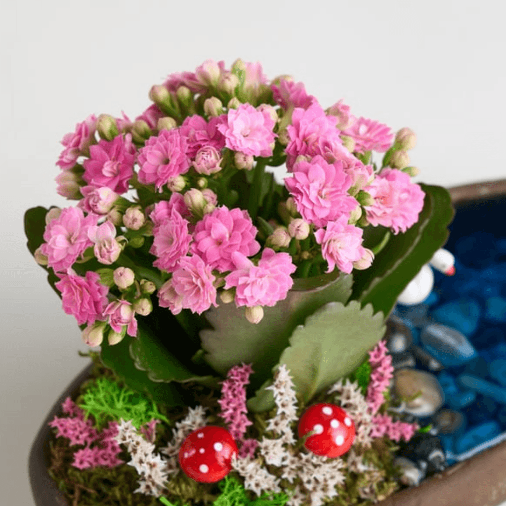 Saksıda Pembe Kalanchoe Teraryum - Rosentra | Premium Flowers