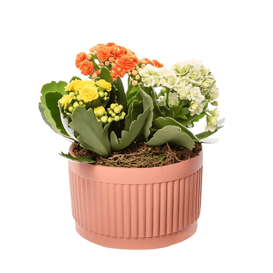 Kiremit Saksıda Renkli Kalanchoe - Rosentra | Premium Flowers