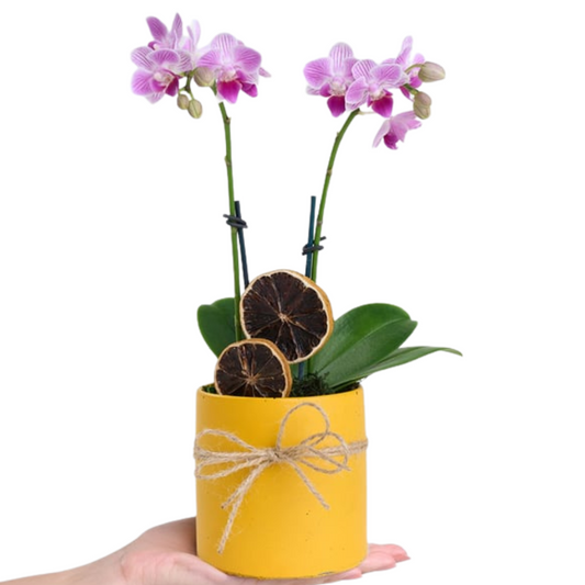 Sunny Touch – Mini Mor Orkide