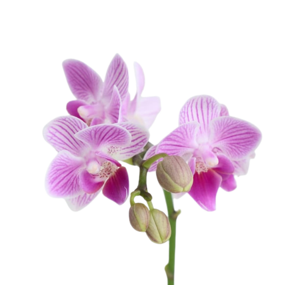 Sunny Touch – Mini Mor Orkide