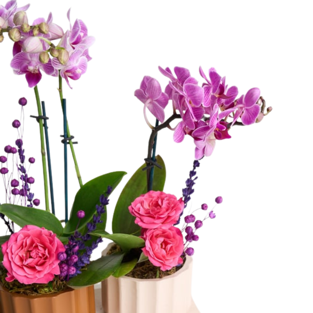 Lush Balance – Mini Mor Orkide & Chamdora