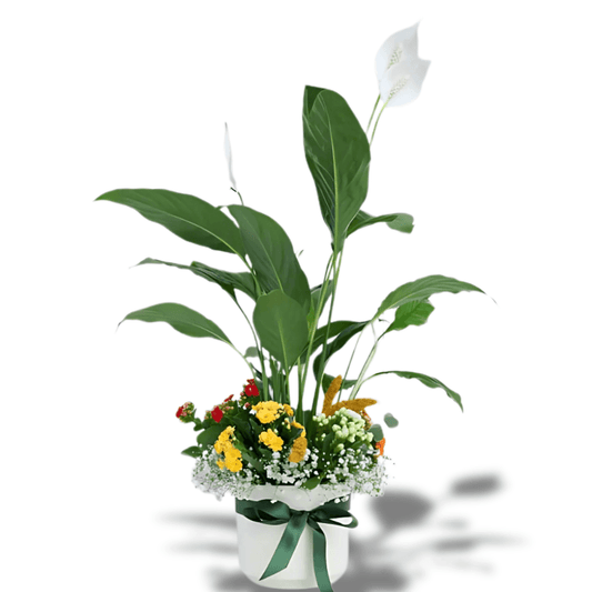 Beyaz Saksıda Spatifilyum ve Kalanchoe - Rosentra | Premium Flowers