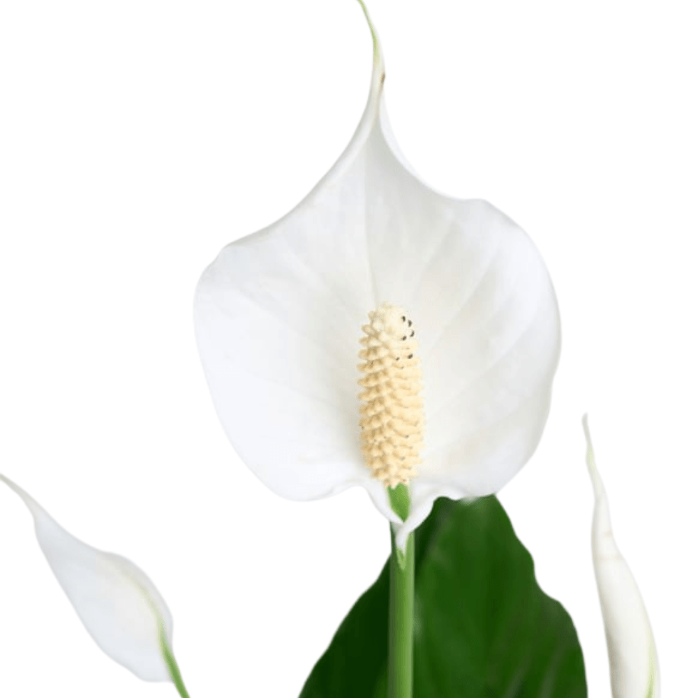 Gazete Desenli Süslemeli Saksıda Spatifilyum - Rosentra | Premium Flowers