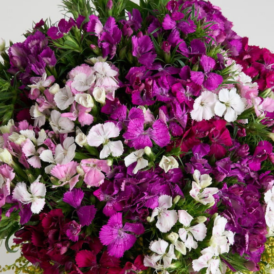 Wild Petal – Vazoda Hüsnüyusuf Aranjmanı