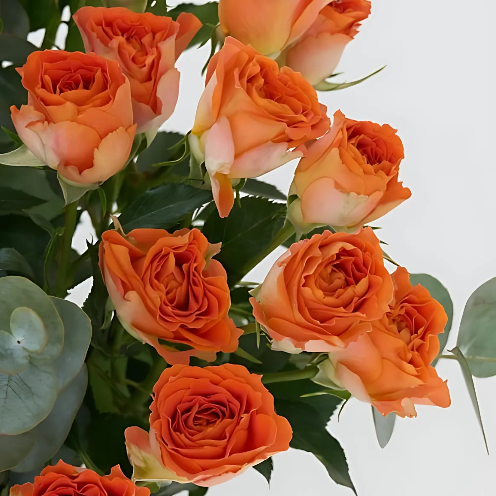 Citrus Charm – Vazoda Turuncu Çardak Güller