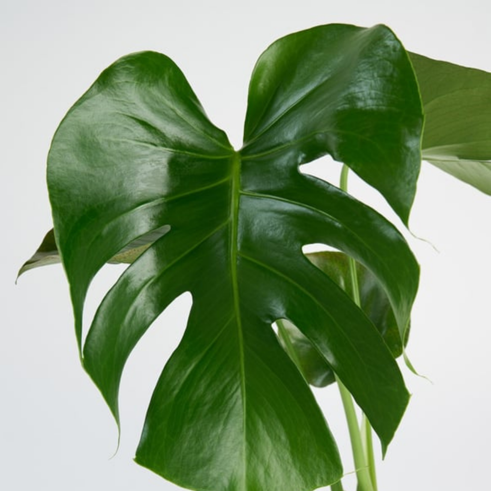 Seramik Saksıda Monstera - Rosentra | Premium Flowers