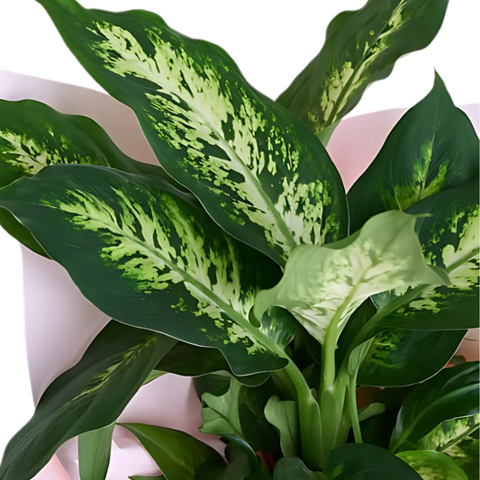 Evergreen Touch – Saksıda Dieffenbachia Çiçeği