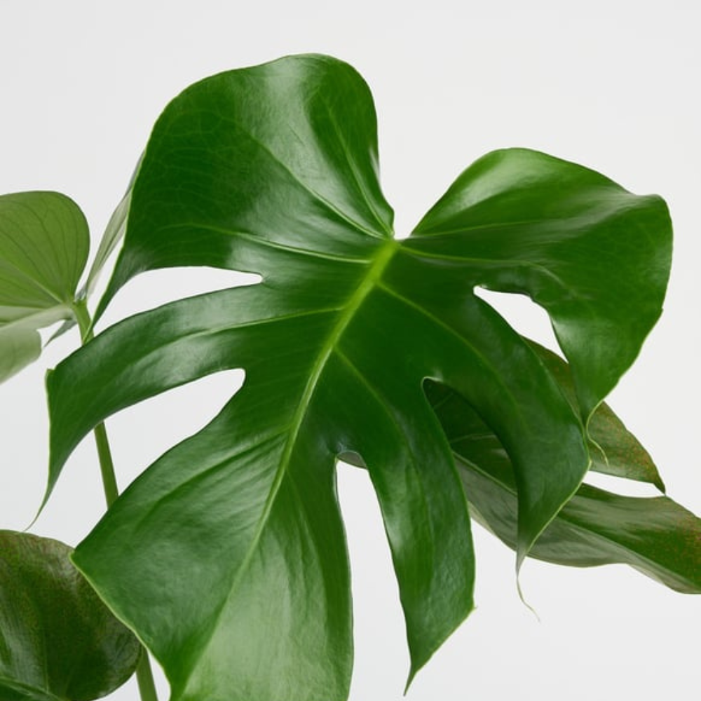 Kare Desenli Beton Saksıda Monstera - Rosentra | Premium Flowers