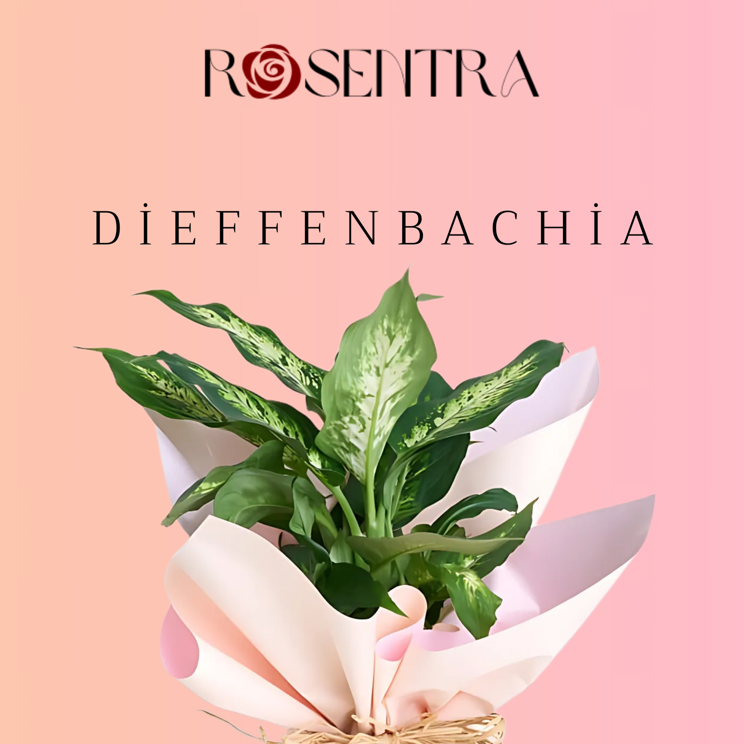 Dieffenbachia