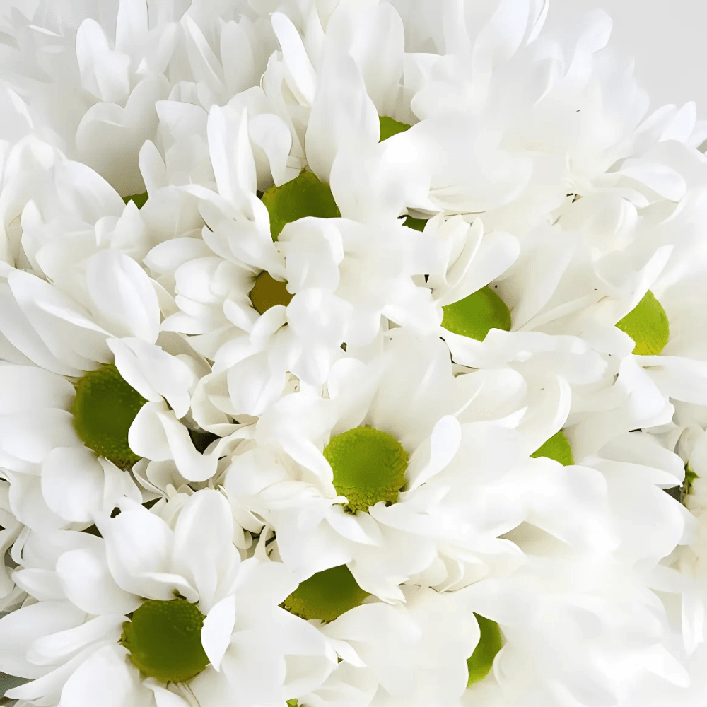 Adana Papatya Siparişi | Hızlı Papatya Sipariş Ver | Adana’nın En İyi Çiçekçisi - Rosentra | Premium Flowers