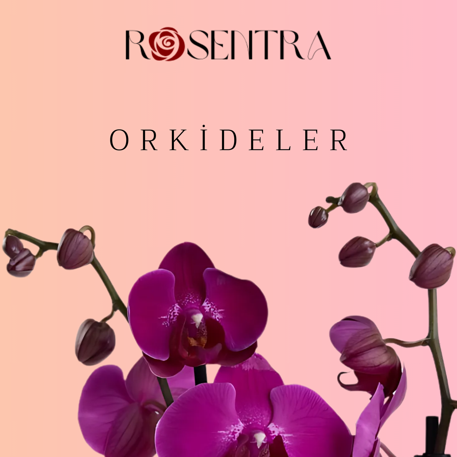 Orkide - Rosentra | Premium Flowers