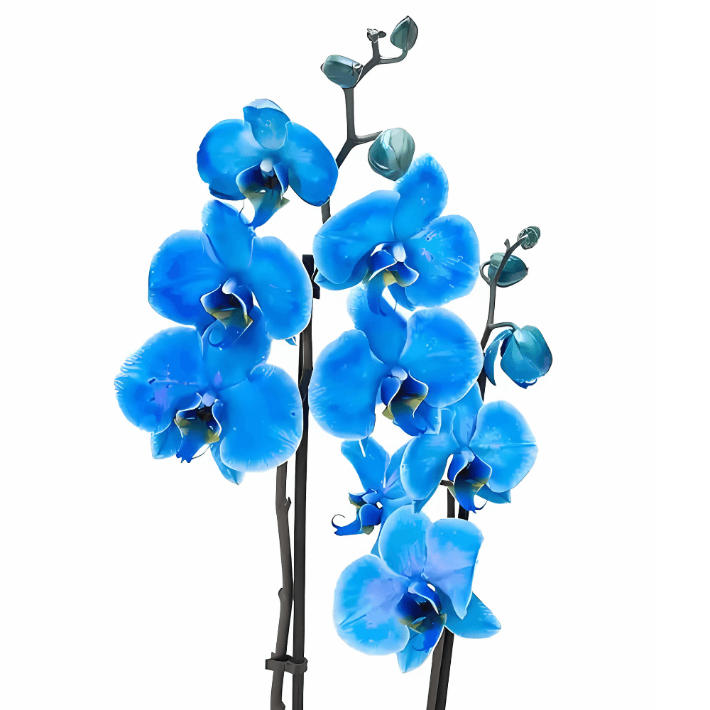 Adana Orkide Siparişi | Hızlı Orkide Sipariş Ver | Adana’nın En İyi Çiçekçisi - Rosentra | Premium Flowers