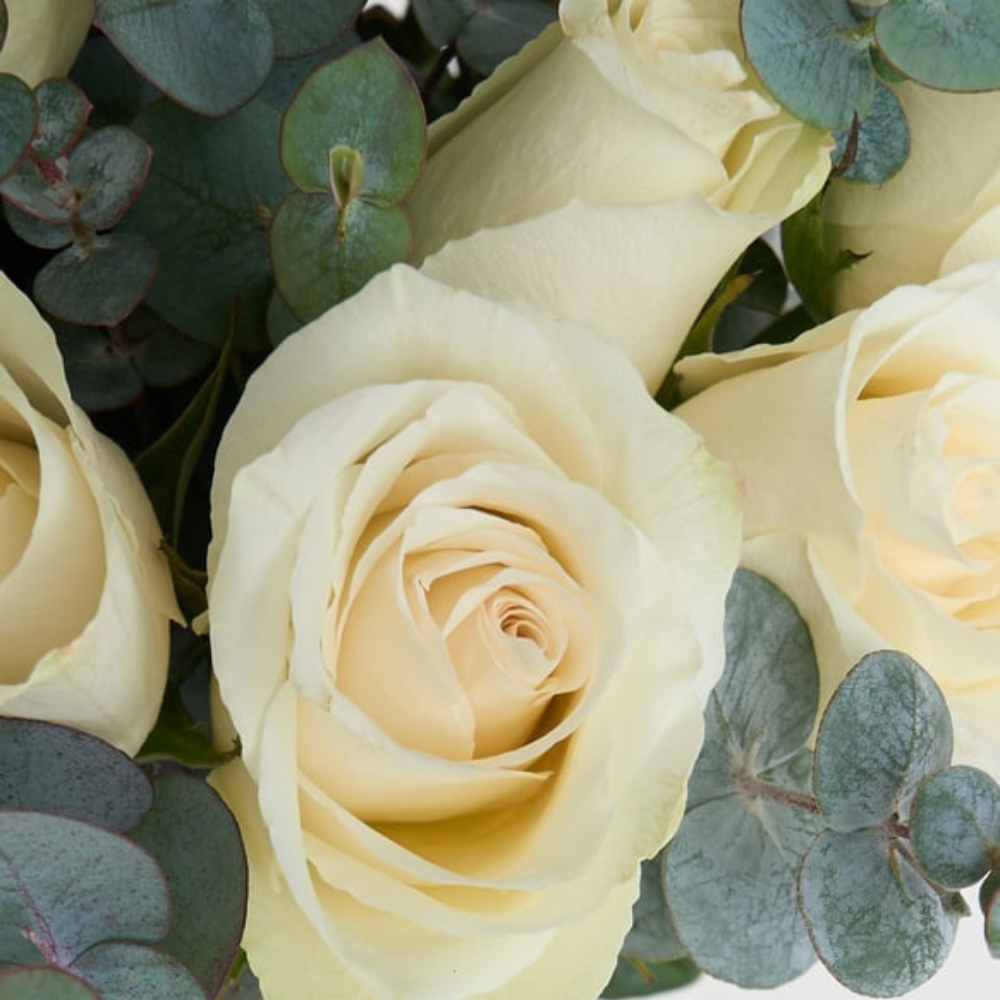 Vazoda 25'li Beyaz Gül - Rosentra | Premium Flowers