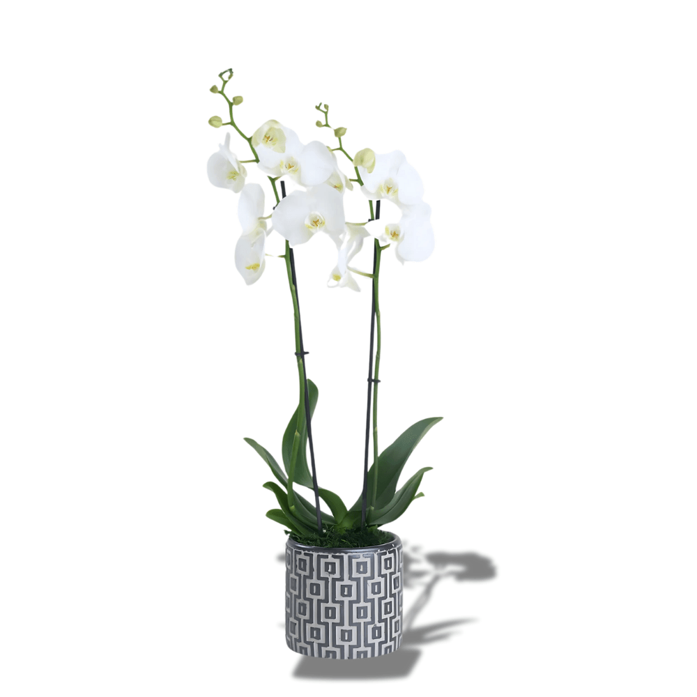 Kare Desenli Beton Saksıda Çiftli Beyaz Orkide - Rosentra | Premium Flowers