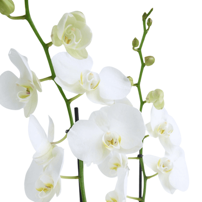 Kare Desenli Beton Saksıda Çiftli Beyaz Orkide - Rosentra | Premium Flowers