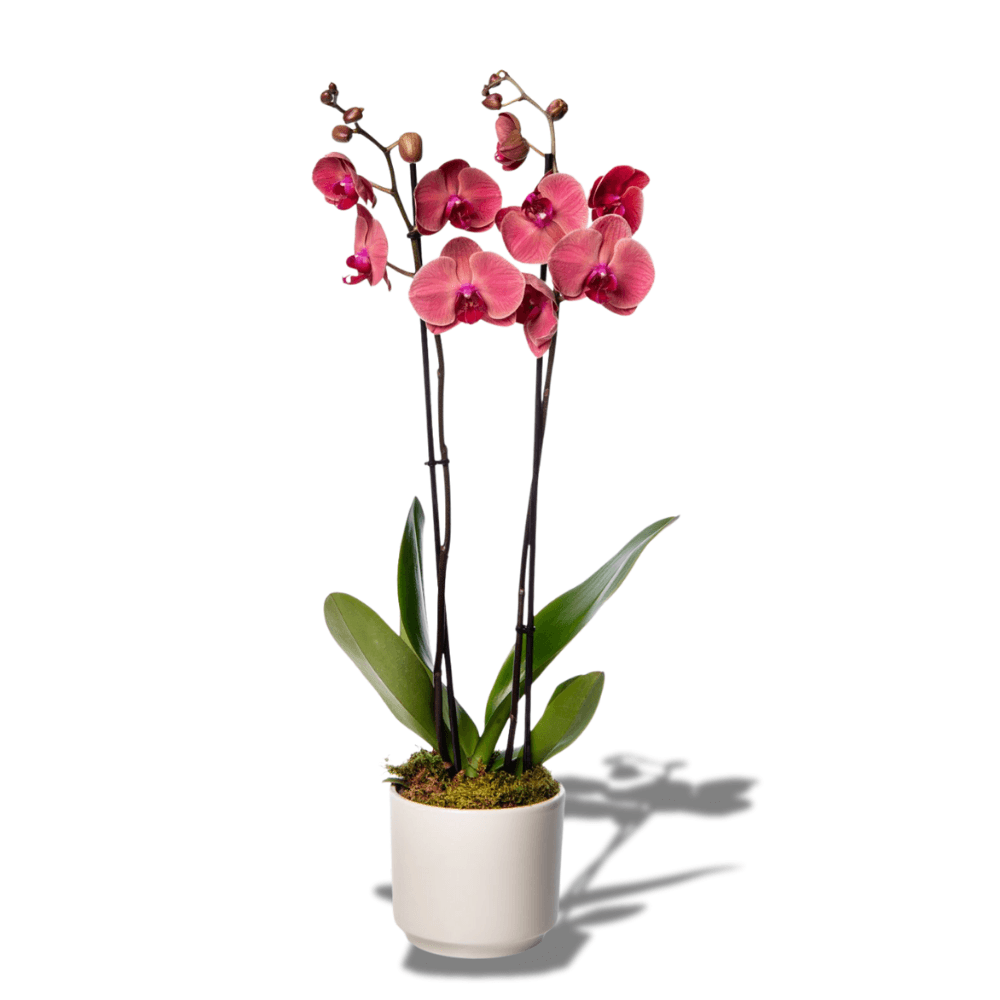 Beyaz Beton Saksıda Çiftli Ateş Kırmızı Orkide - Rosentra | Premium Flowers