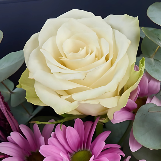 Blush Pop – Mor Zarf Kutuda Papatya ve Beyaz Gül