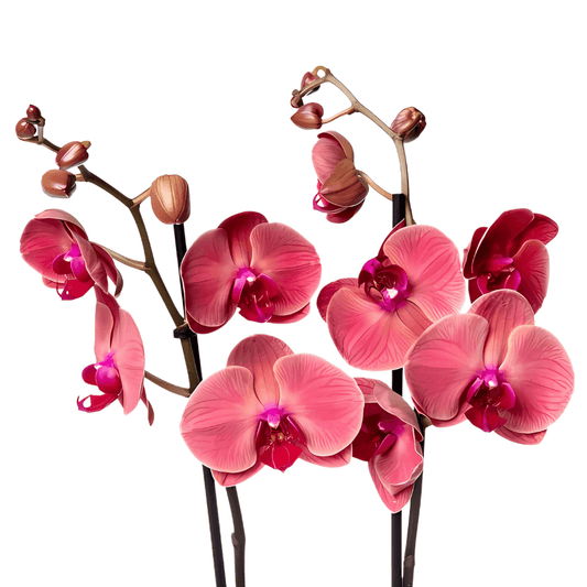 Beyaz Beton Saksıda Çiftli Ateş Kırmızı Orkide - Rosentra | Premium Flowers