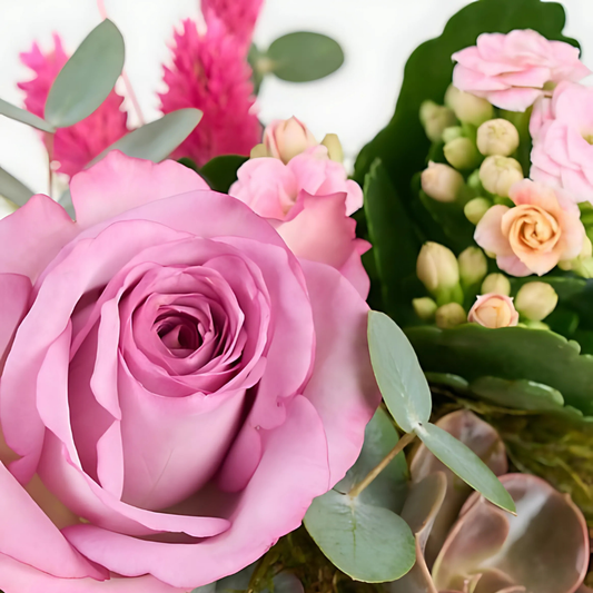 Terracotta Pink – Kiremit Saksıda Pembe Gül, Kalanchoe ve Echeveria