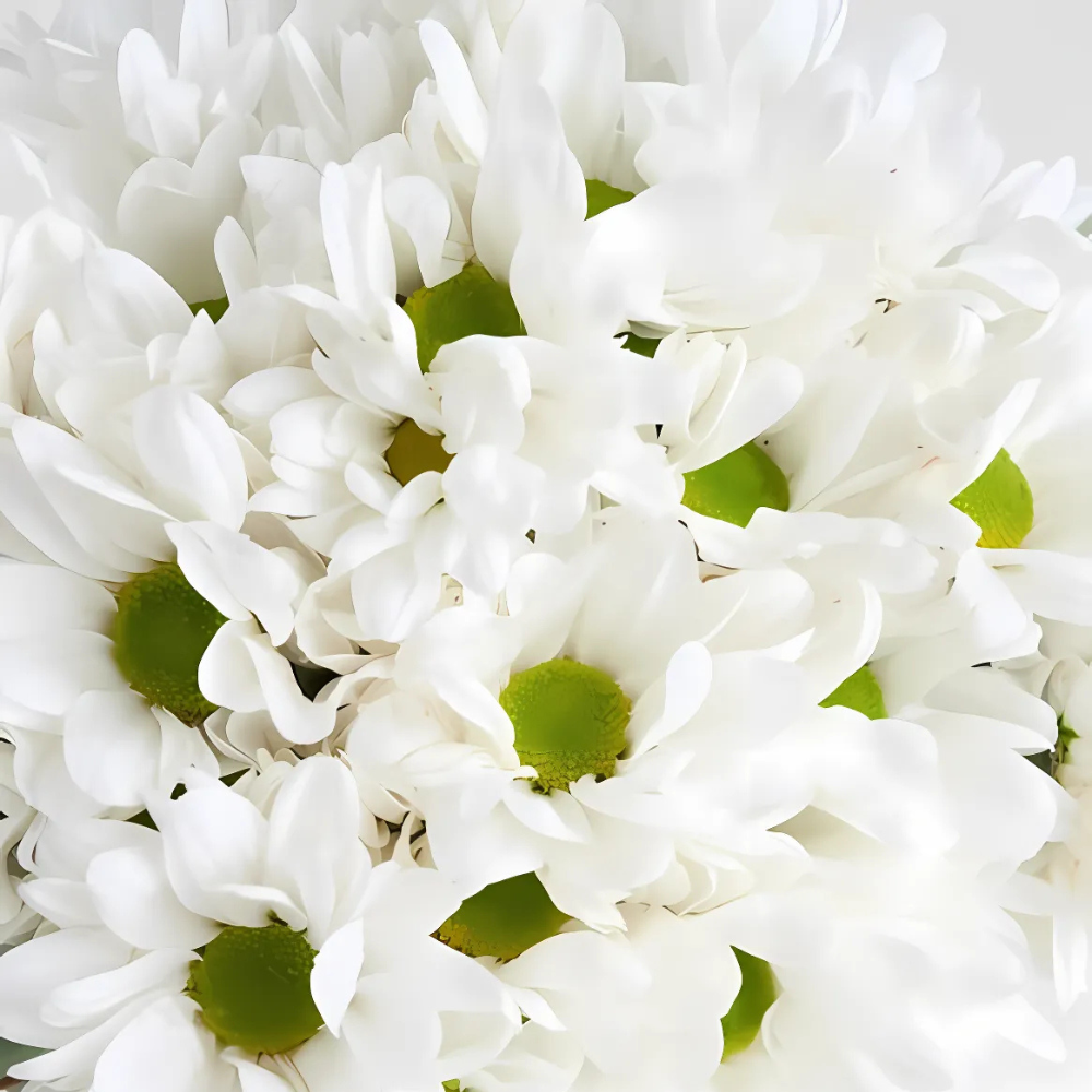 Bej Vazoda Beyaz Papatyalar - Rosentra | Premium Flowers