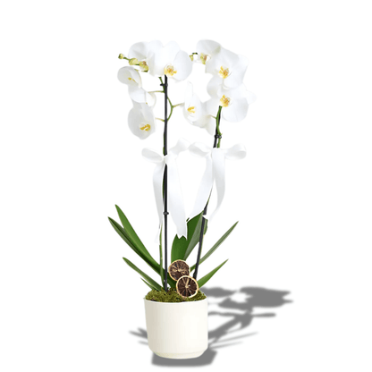 Seramik Saksıda 2 Dal Beyaz Orkide - Rosentra | Premium Flowers