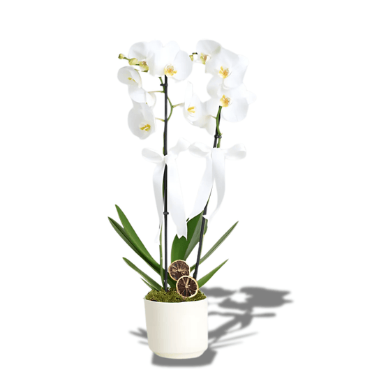 Seramik Saksıda 2 Dal Beyaz Orkide - Rosentra | Premium Flowers