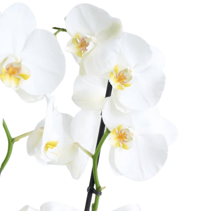 Seramik Saksıda 2 Dal Beyaz Orkide - Rosentra | Premium Flowers