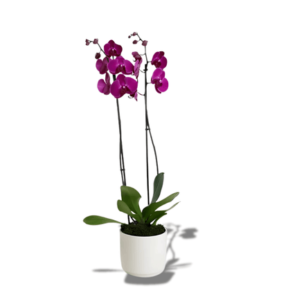 Seramik Saksıda Çiftli Mor Orkide - Rosentra | Premium Flowers