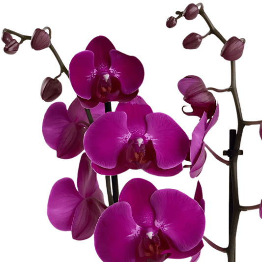 Seramik Saksıda Çiftli Mor Orkide - Rosentra | Premium Flowers