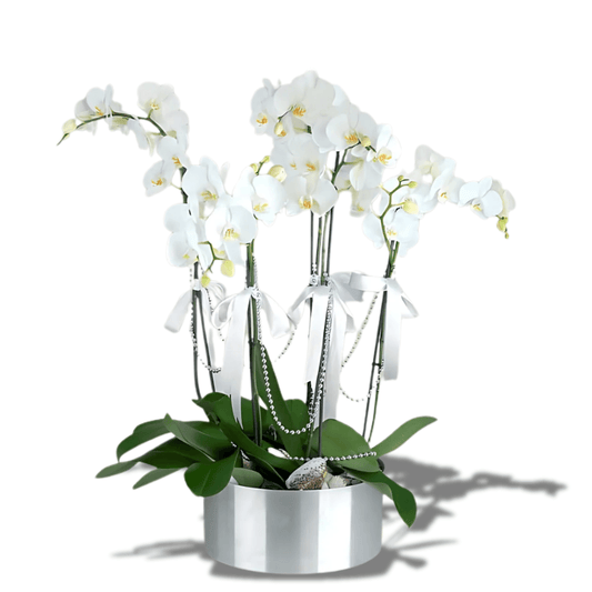 5 Dal Beyaz Orkide Aranjmanı - Rosentra | Premium Flowers
