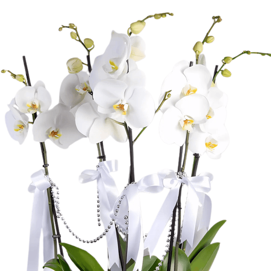 5 Dal Beyaz Orkide Aranjmanı - Rosentra | Premium Flowers