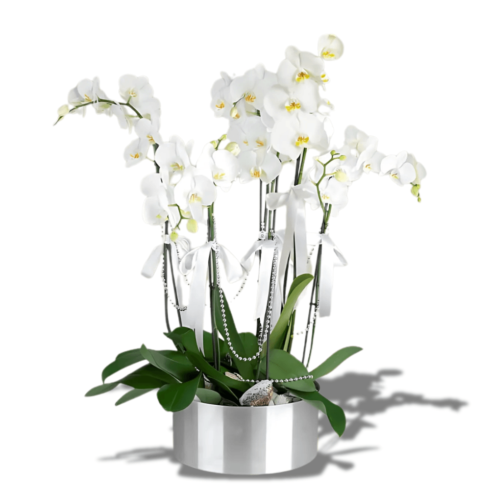 6 Dal Beyaz Orkide Aranjmanı - Rosentra | Premium Flowers