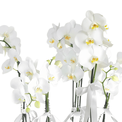 6 Dal Beyaz Orkide Aranjmanı - Rosentra | Premium Flowers