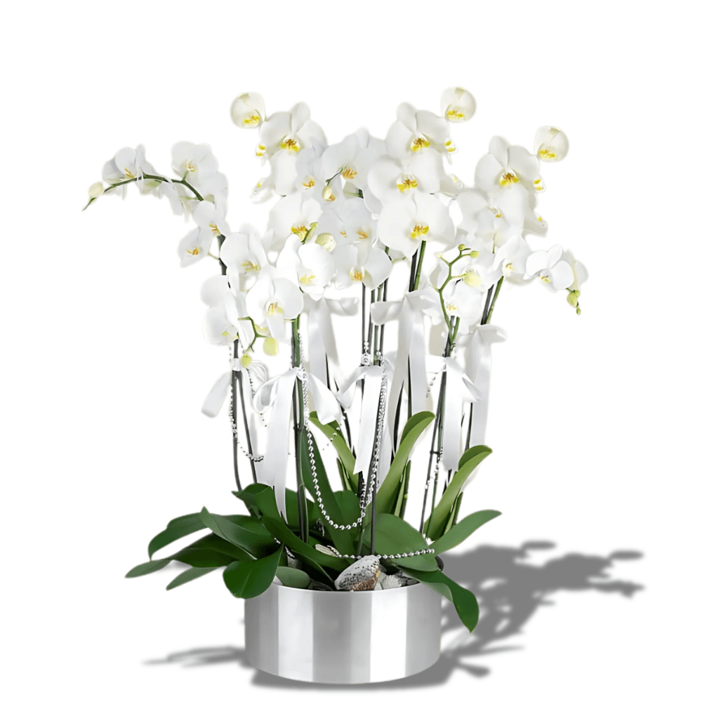 8 Dal Beyaz Orkide Aranjmanı - Rosentra | Premium Flowers