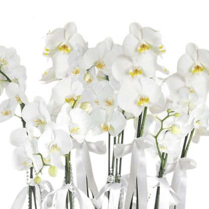 8 Dal Beyaz Orkide Aranjmanı - Rosentra | Premium Flowers