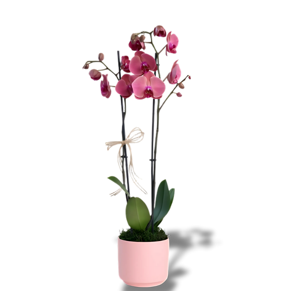 Pembe Beton Saksıda Çiftli Ateş Kırmızı Orkide