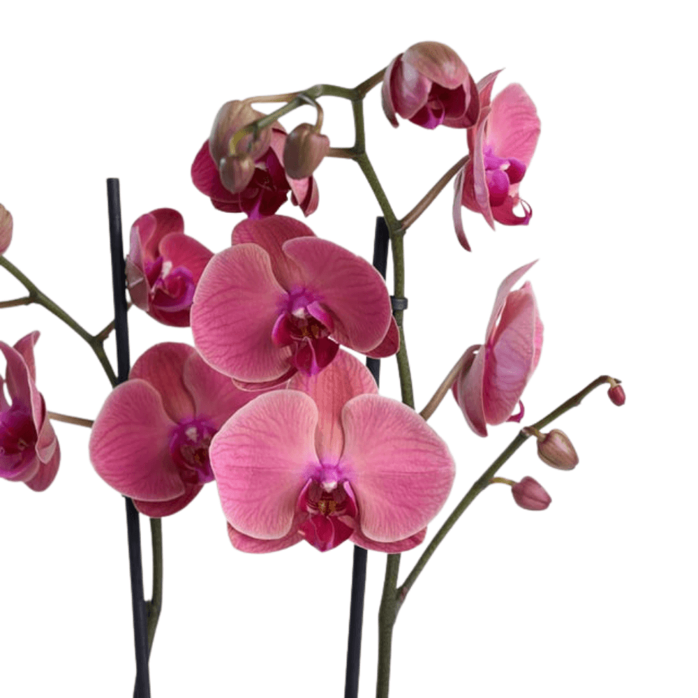 Pembe Beton Saksıda Çiftli Ateş Kırmızı Orkide - Rosentra | Premium Flowers